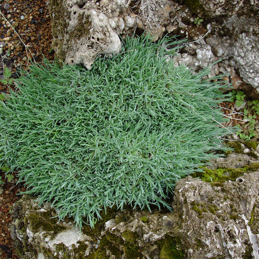 Dianthus subacaulis